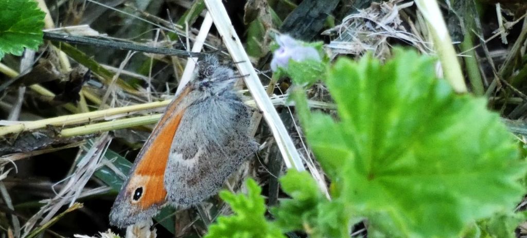 Coenonympha pamphilus (Nymphalidae Satyrinae)