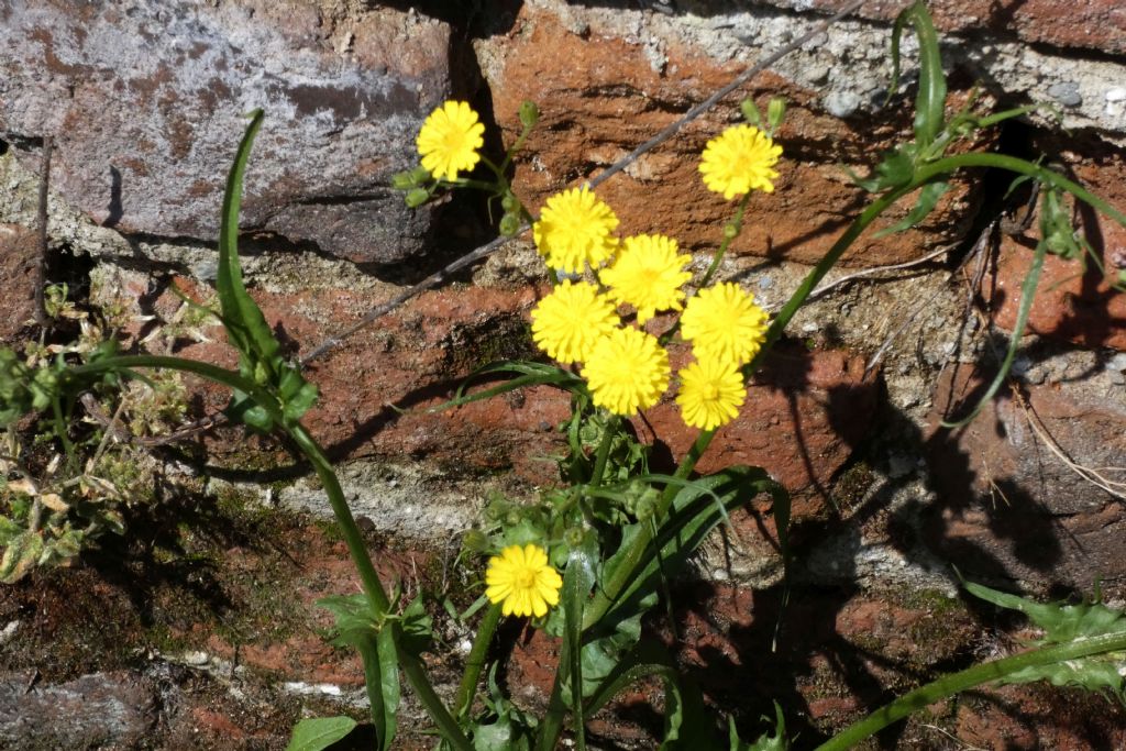 Asteracea da id.: Crepis cfr. capillaris