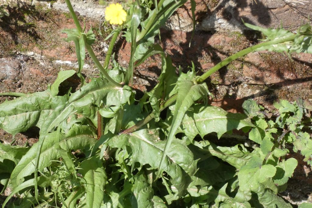 Asteracea da id.: Crepis cfr. capillaris