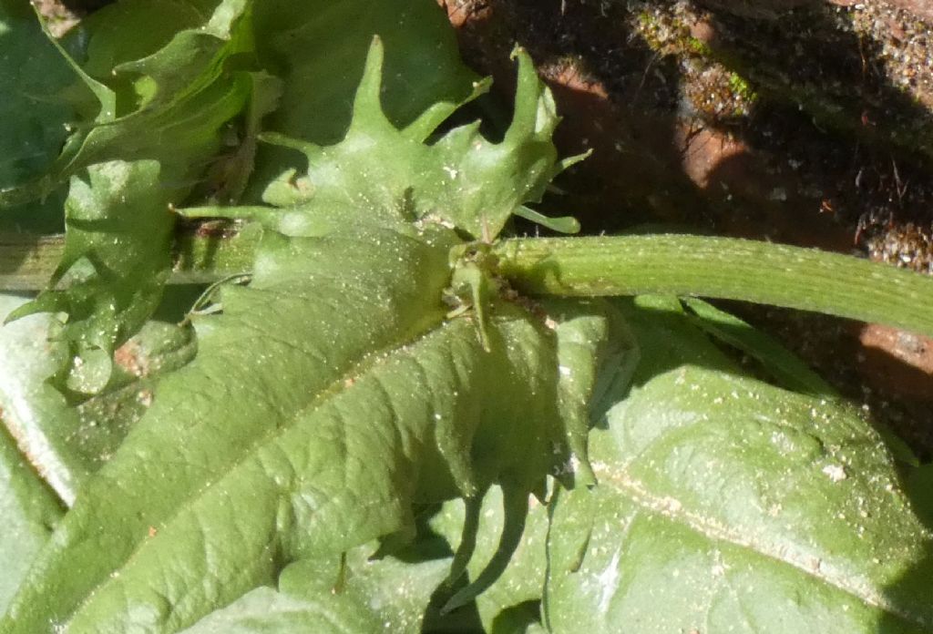 Asteracea da id.: Crepis cfr. capillaris