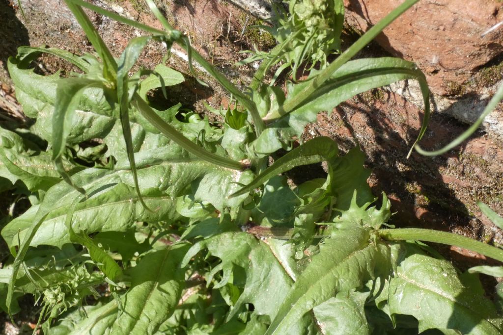 Asteracea da id.: Crepis cfr. capillaris