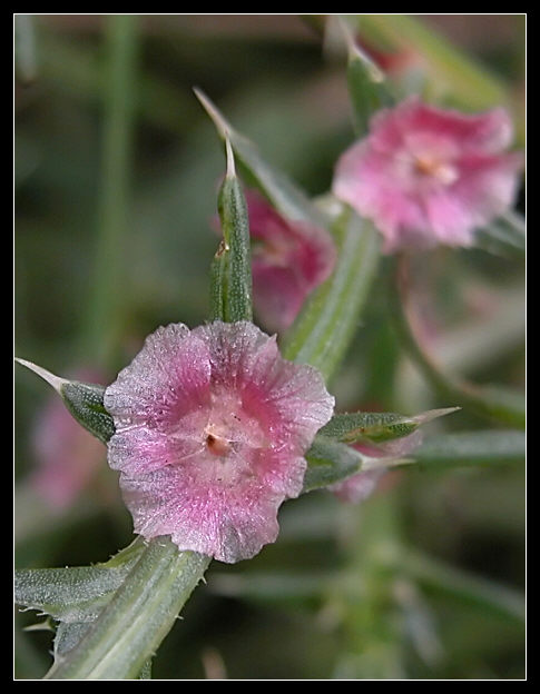 Salsola kali / Salsola erba cali