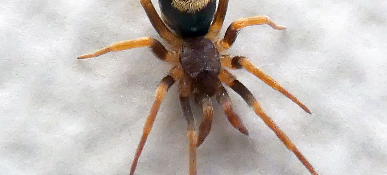 Pritha sagittata femmina, Milano