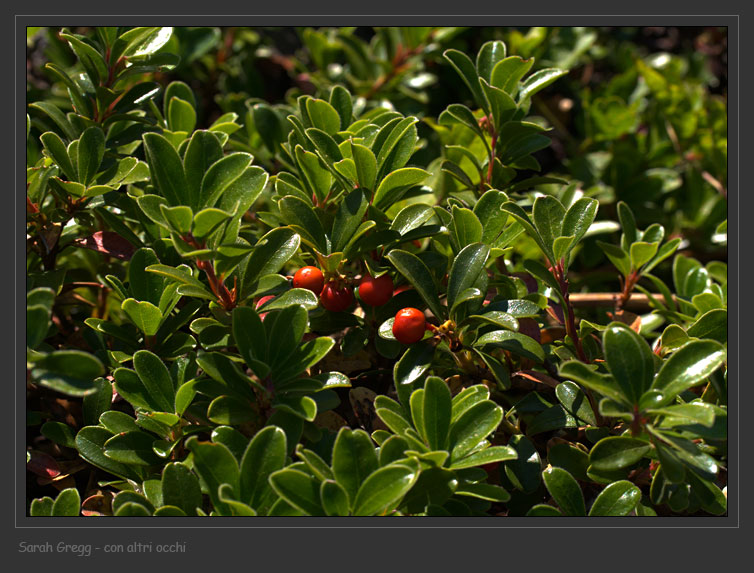 Lonicera xylosteum e Arctostaphylos uva-ursi