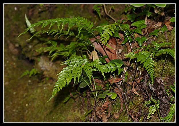 Asplenium onopteris / Asplenio maggiore