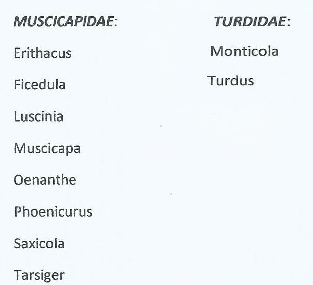 Muscicapidae e Turdidae