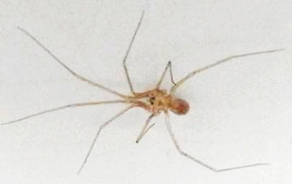 Pholcus phalangioides - Gorgoglione (MT)