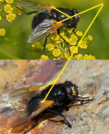 Femmina di Mesembrina meridiana (Muscidae)?...maschio !