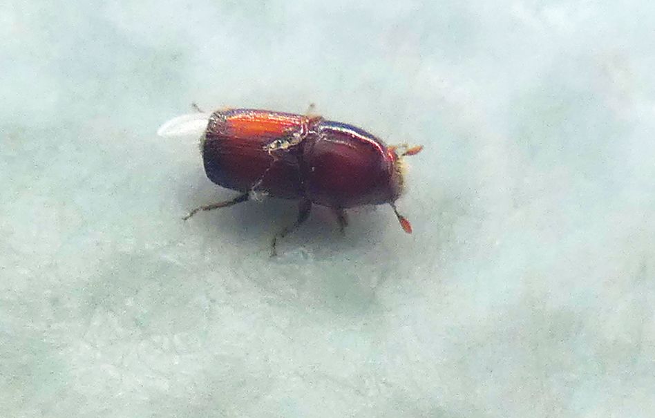 Scolytidae da id.