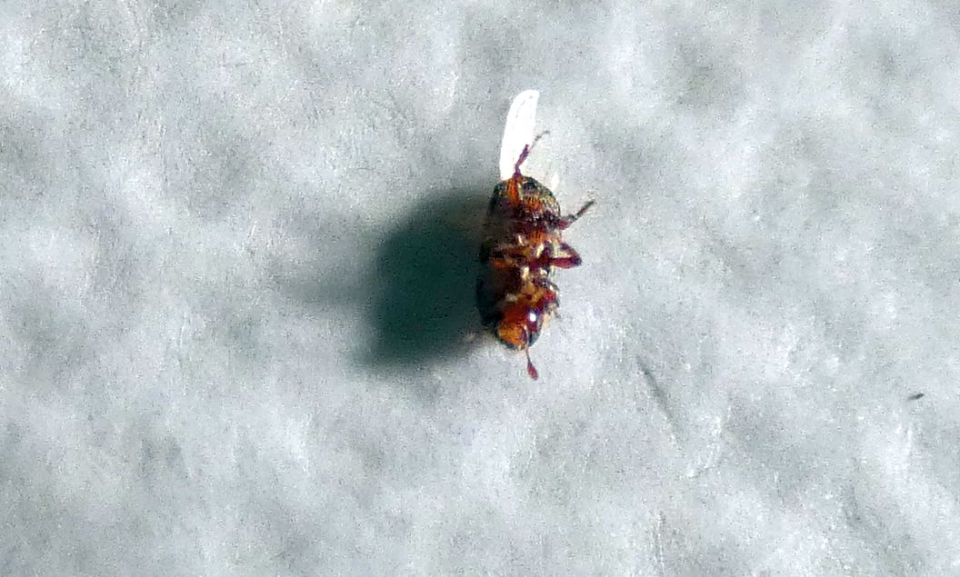 Scolytidae da id.