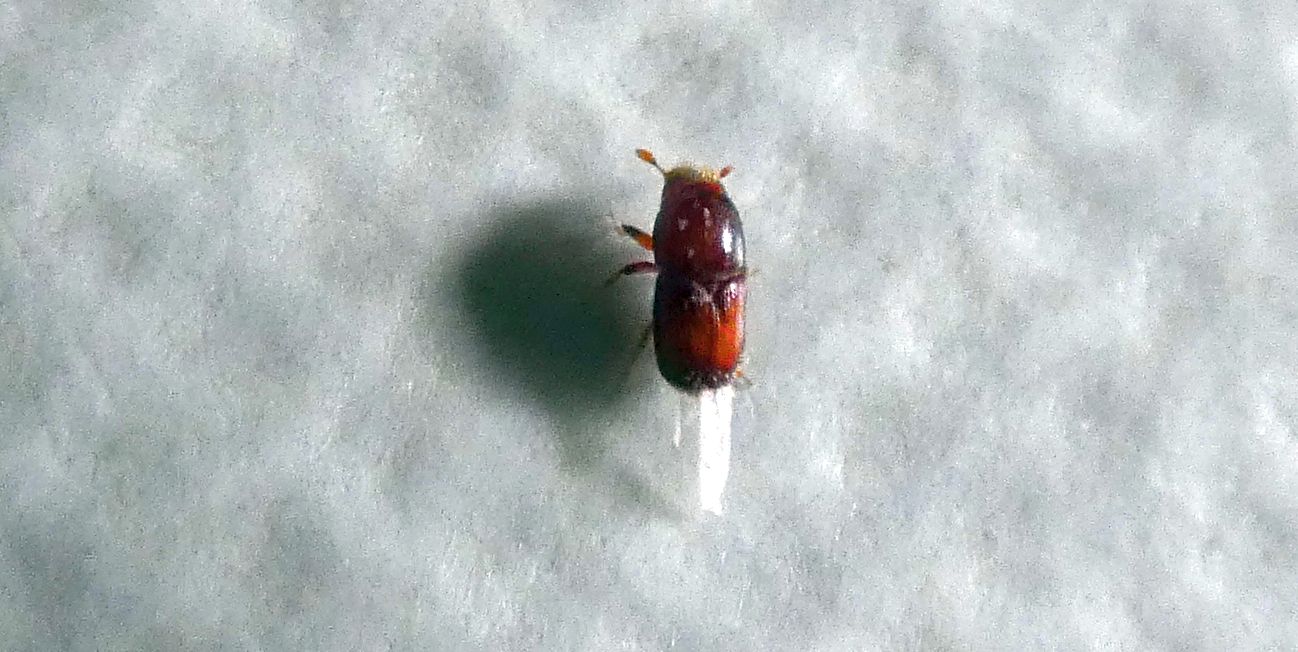 Scolytidae da id.