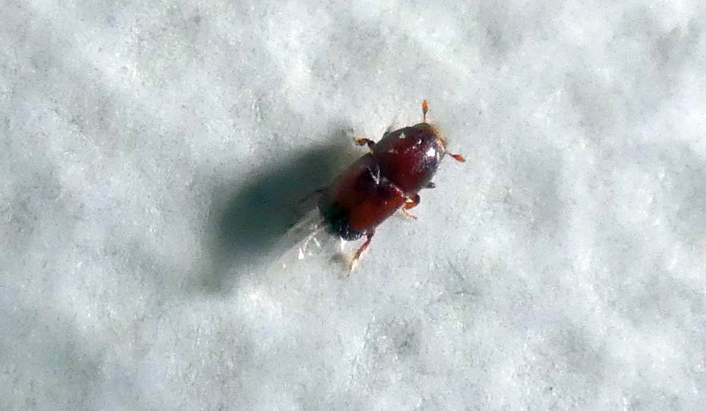 Scolytidae da id.