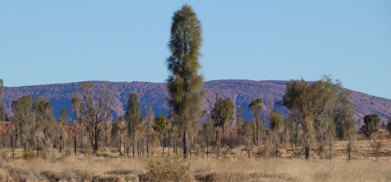 Albero dall''Australia (NT): Allocasuarina decaisneana (Casuarinaceae)