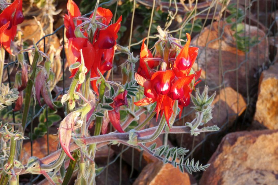 Fiore dall''Australia (NT): Swainsona formosa (Fabaceae)