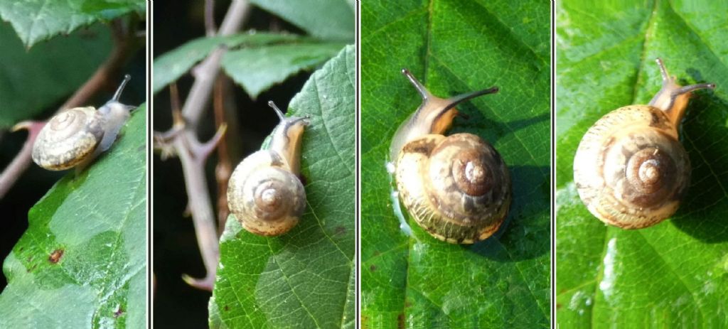 Hygromia cinctella (Hygromiidae)