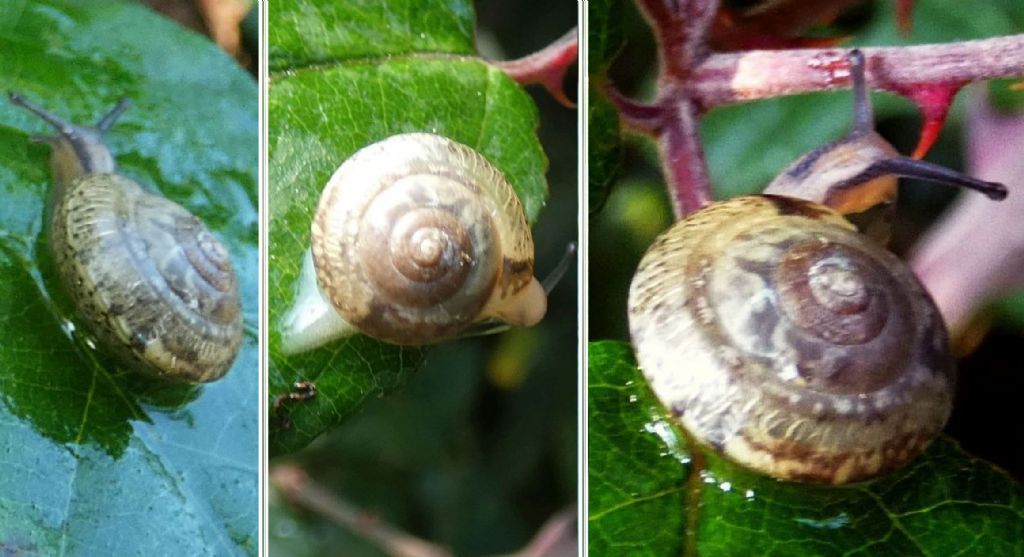 Hygromia cinctella (Hygromiidae)