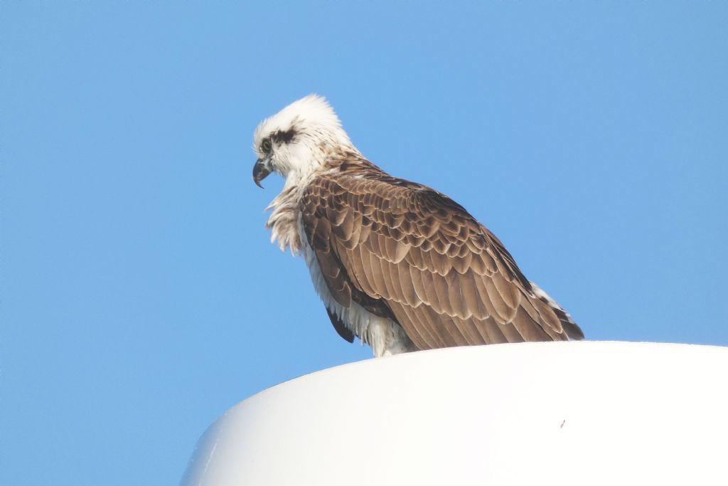 Falco pescatore ( Pandion haliaetus )