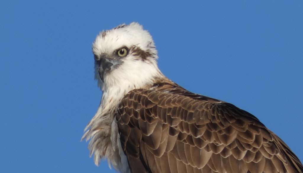 Falco pescatore ( Pandion haliaetus )