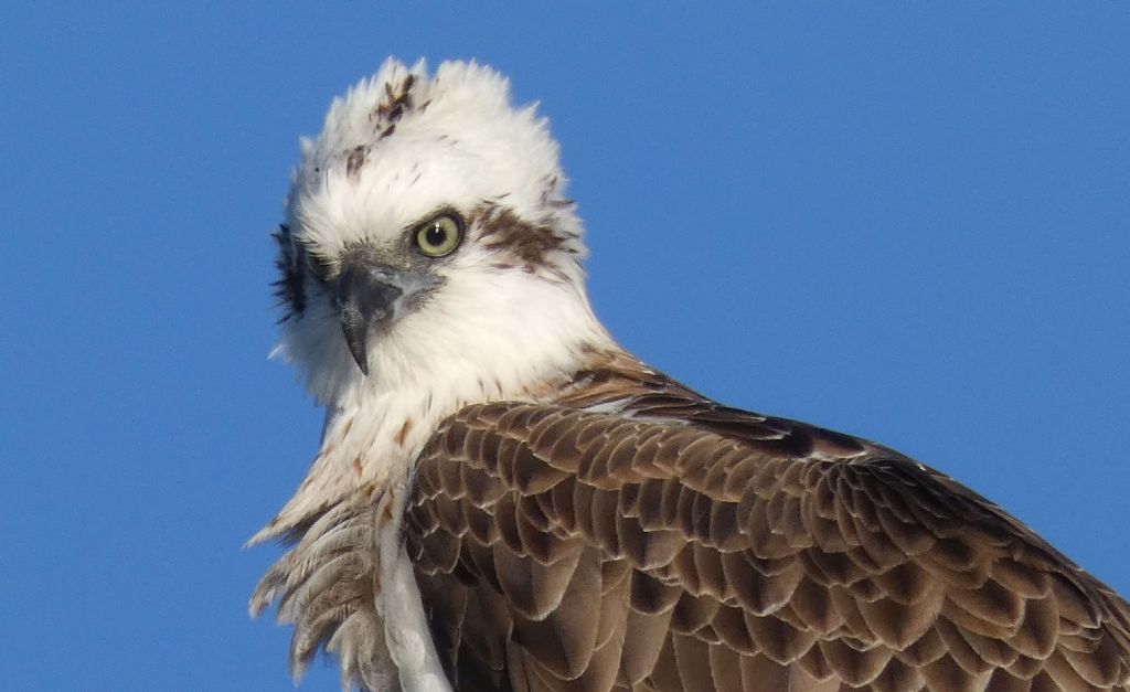 Falco pescatore ( Pandion haliaetus )