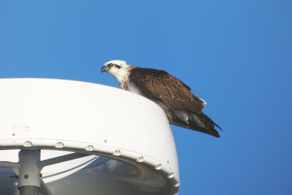 Falco pescatore ( Pandion haliaetus )