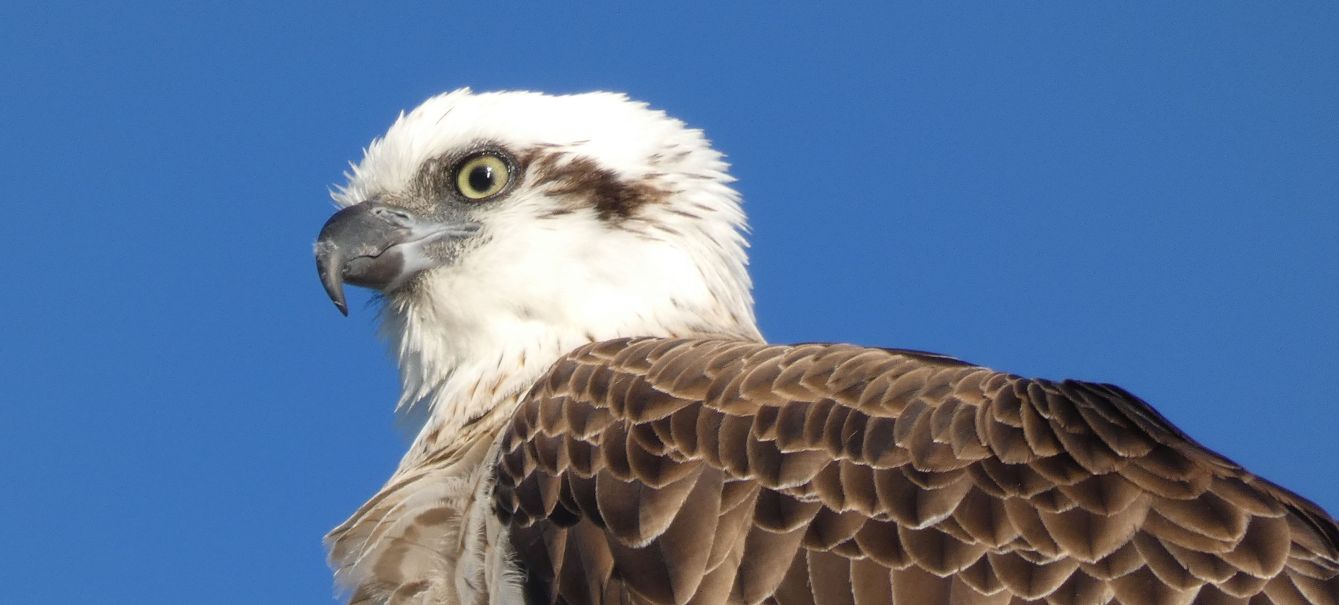 Falco pescatore ( Pandion haliaetus )