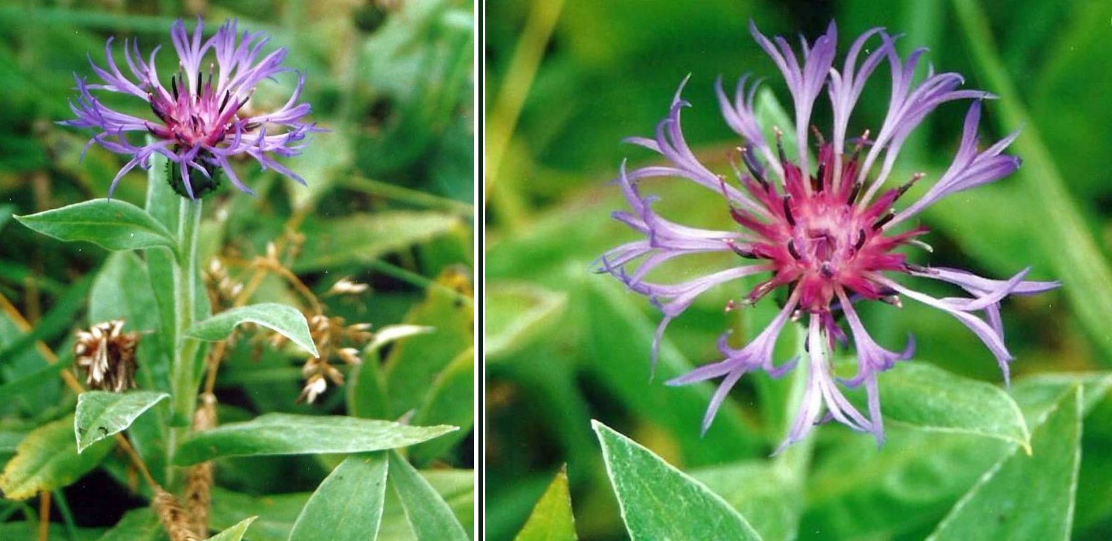 Dalle Shetland: Cyanus montanus (= Centaurea montana)