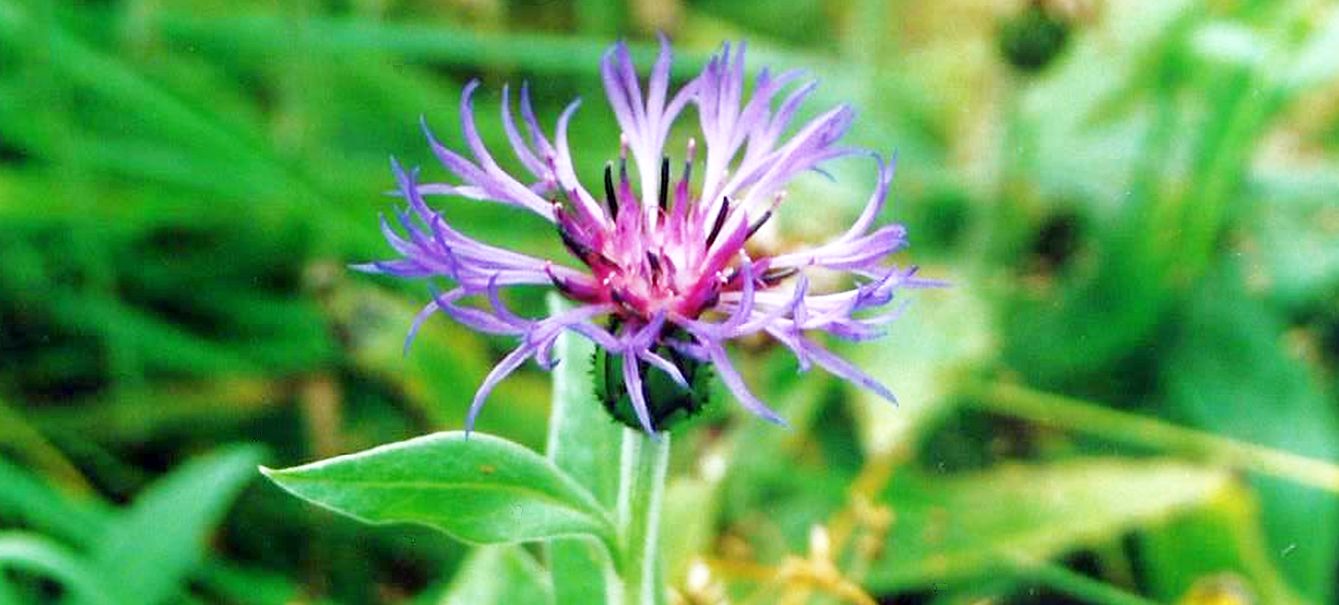 Dalle Shetland: Cyanus montanus (= Centaurea montana)