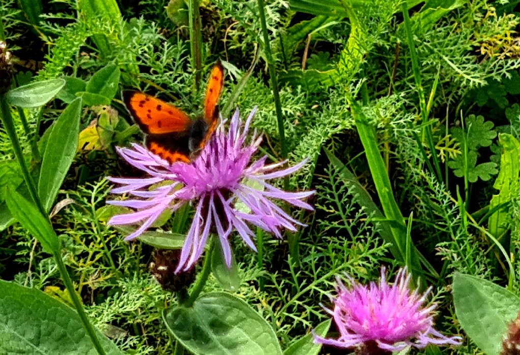 Lycaena phlaeas - Lycaenidae