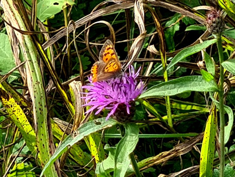 Lycaena phlaeas - Lycaenidae