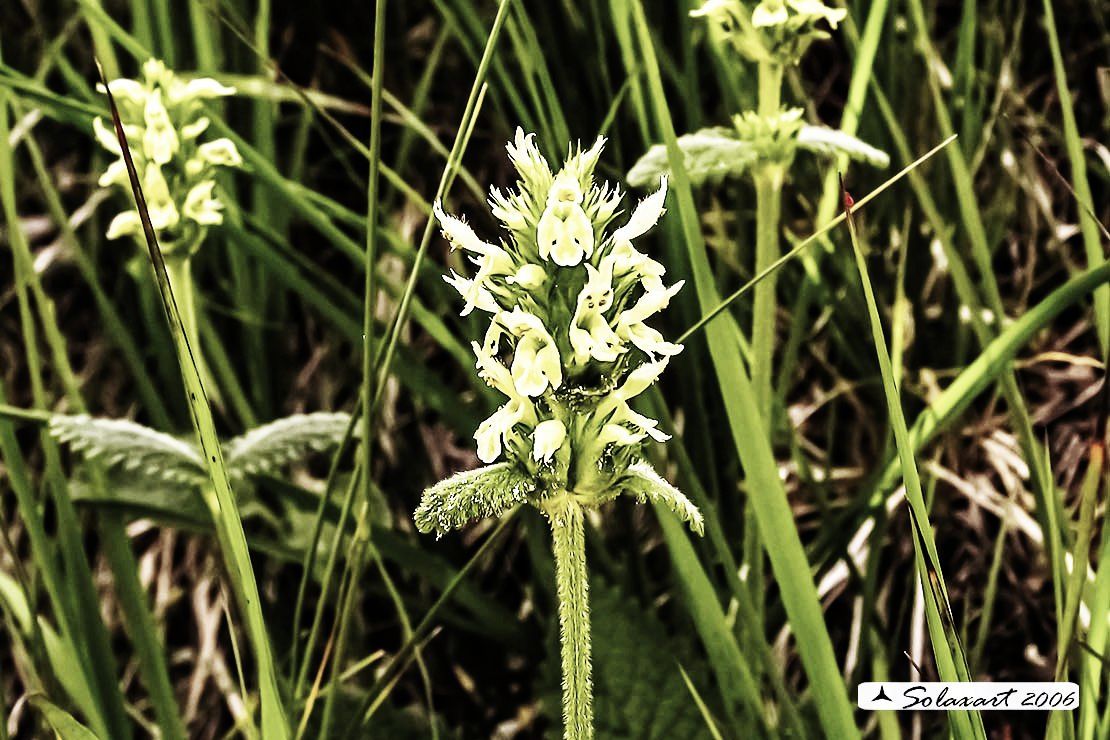 Orchidales ?   No, Lamiales:  Betonica alopecuros (Lamiaceae)