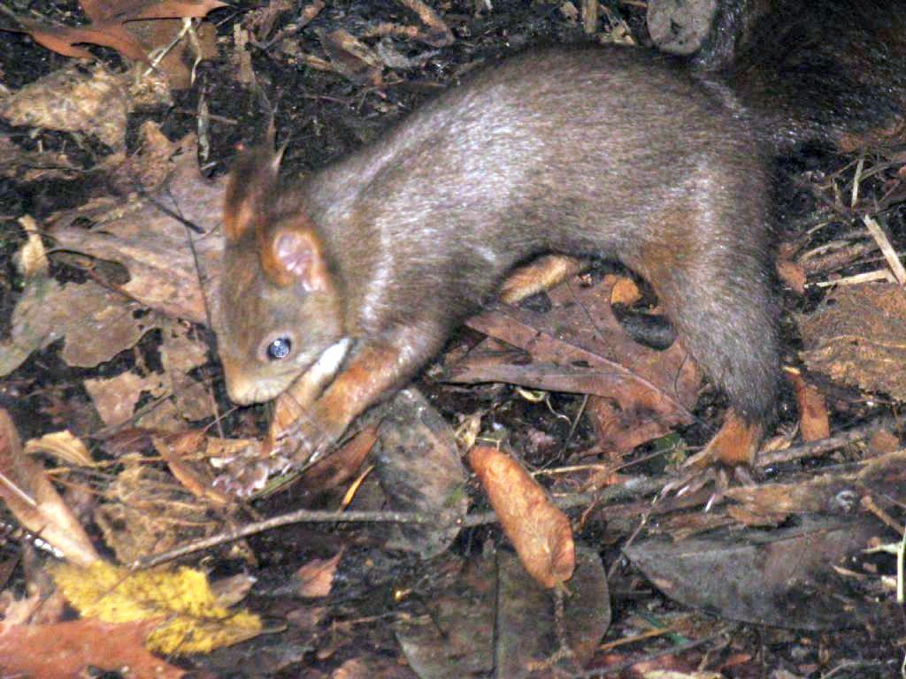 Sciurus carolinensis marrone? No, Sciurus vulgaris