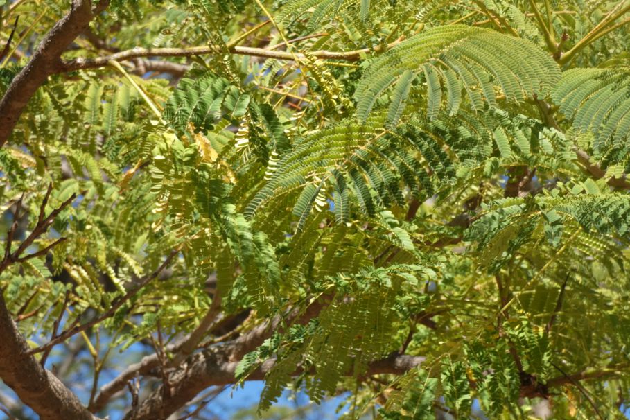 Dall''Australia (WA):  Albizia julibrissin (Fabaceae)