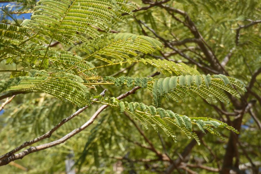 Dall''Australia (WA):  Albizia julibrissin (Fabaceae)