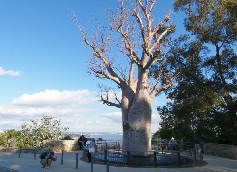 Pianta dall''Australia (WA):  Adansonia gregorii / Baobab australiano