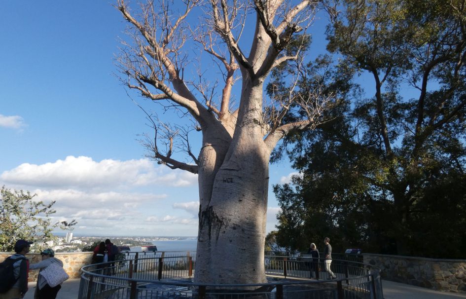 Pianta dall''Australia (WA):  Adansonia gregorii / Baobab australiano