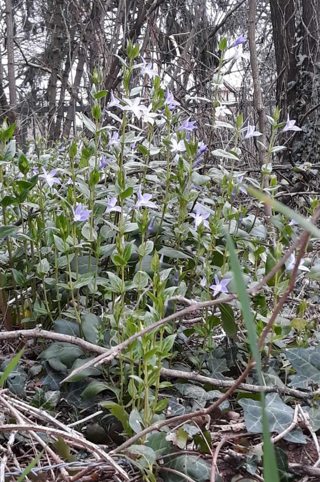 Vinca difformis  (Apocynaceae)