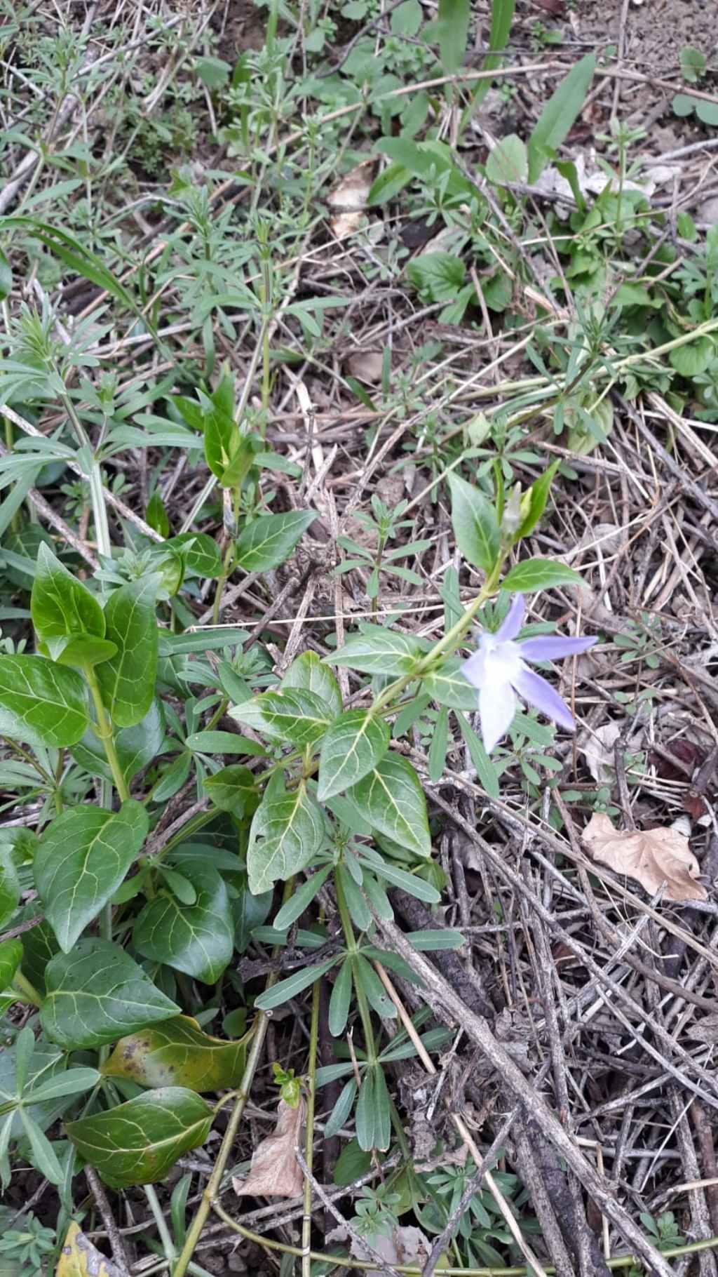 Vinca difformis  (Apocynaceae)