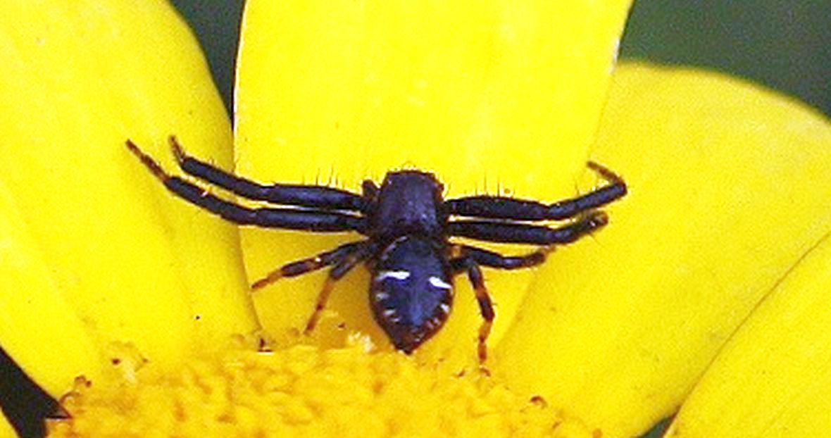 Synema globosum, maschio -  Bari