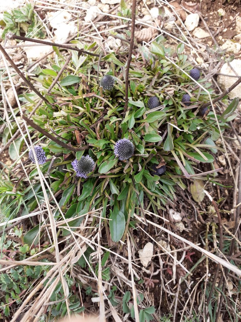 Globularia bisnagarica (Plantaginaceae)