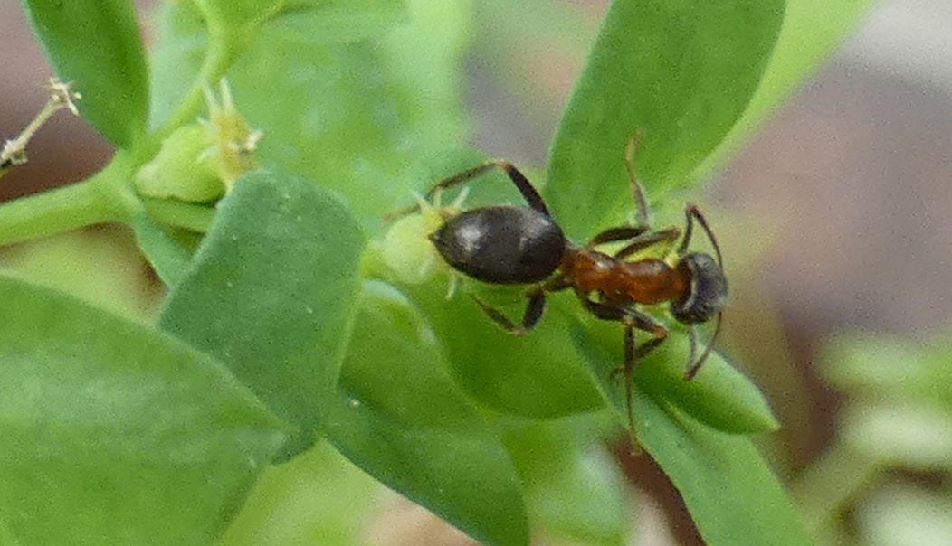 Formica da id.: Lasius emarginatus