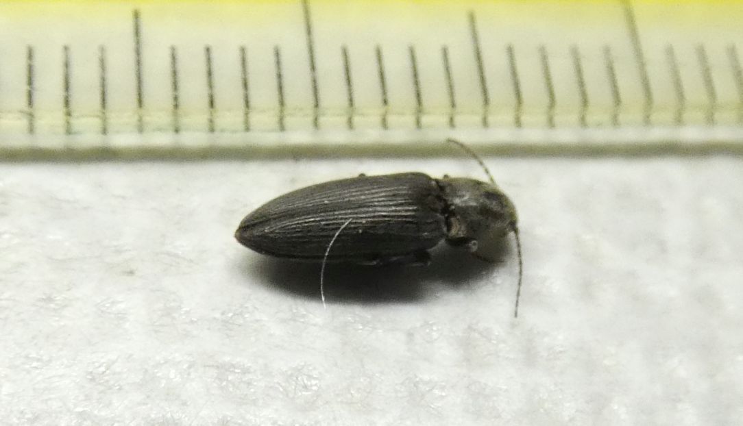 Elateridae: Dicronychus sp.