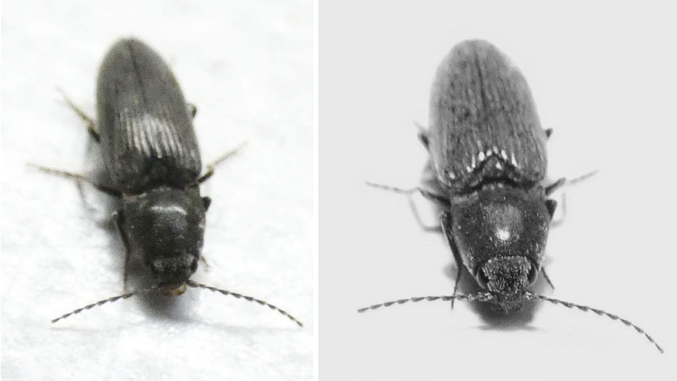 Elateridae: Dicronychus sp.