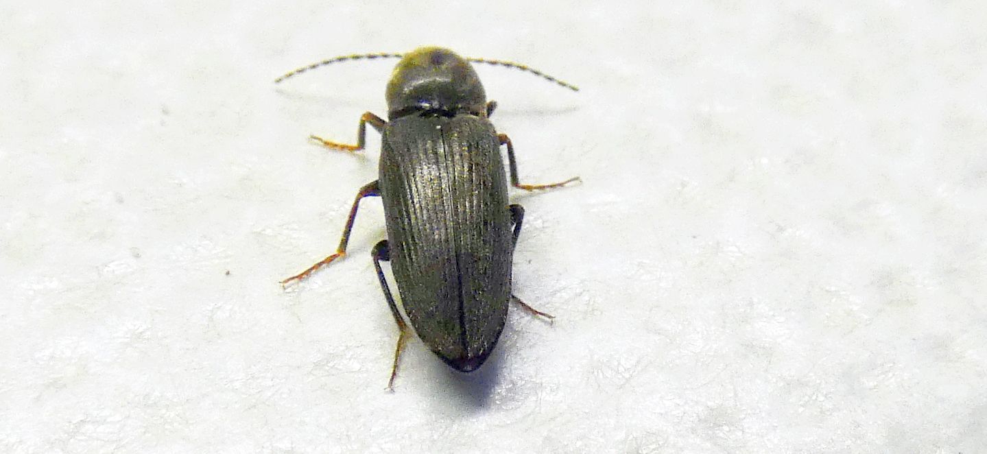 Elateridae: Dicronychus sp.