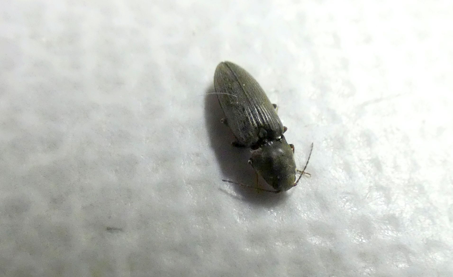 Elateridae: Dicronychus sp.