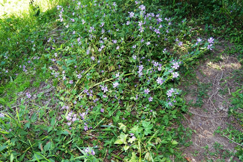 Malva sylvestris (Malvaceae)