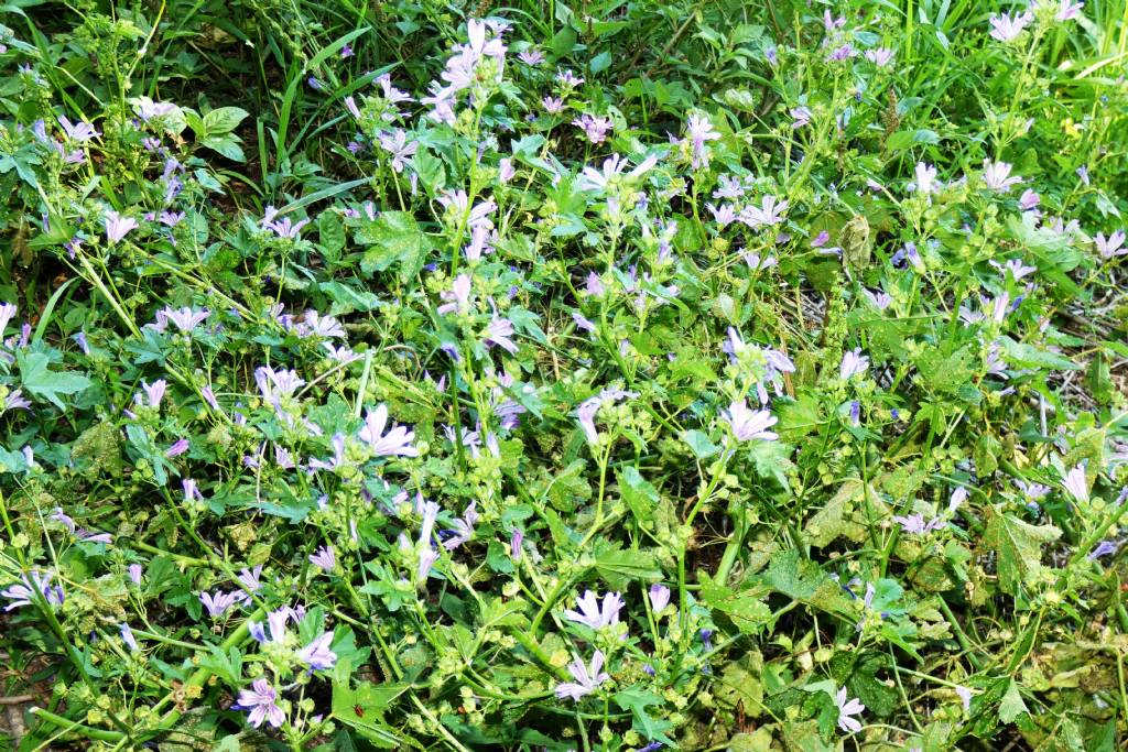 Malva sylvestris (Malvaceae)