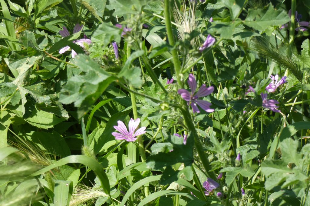 Malva sylvestris (Malvaceae)