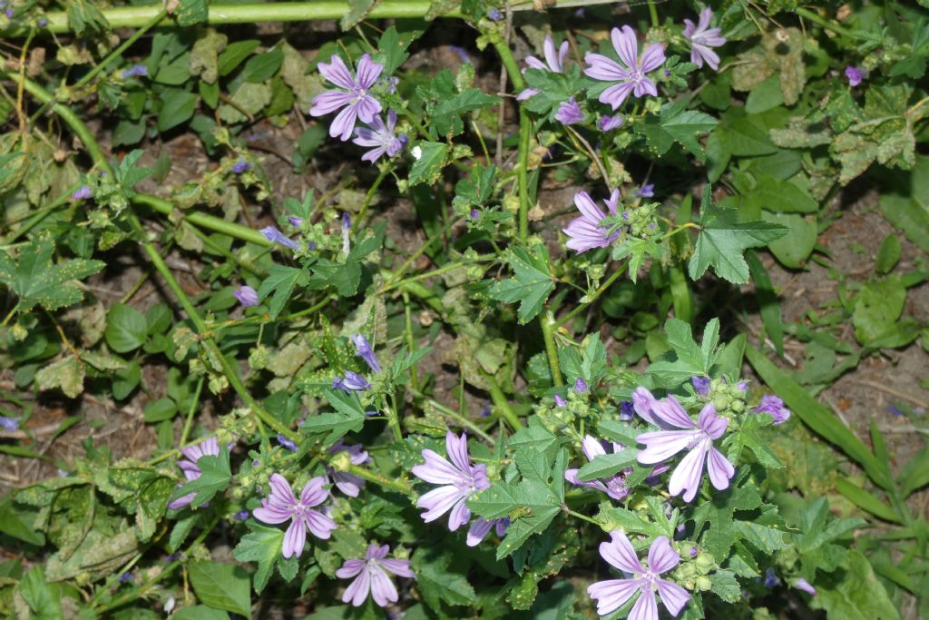 Malva sylvestris (Malvaceae)