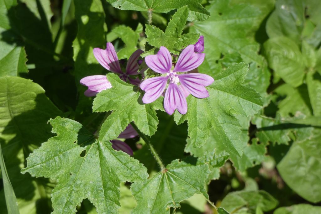 Malva sylvestris (Malvaceae)