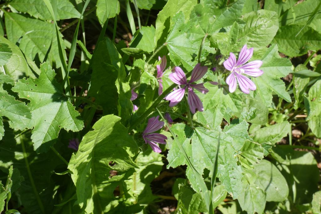 Malva sylvestris (Malvaceae)